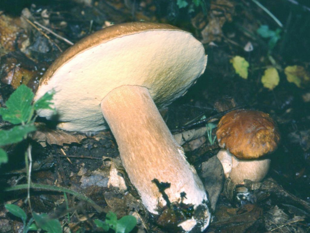 Porcino faggeta Monte Baldo